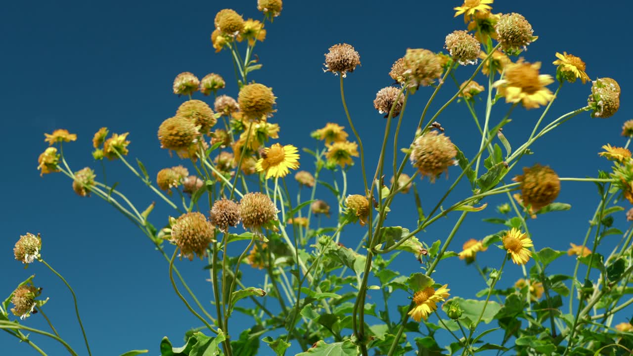 베르베시나 엔셀로이데스, 카이위 해안 경로의 야생 꽃, 칼로코 해변
