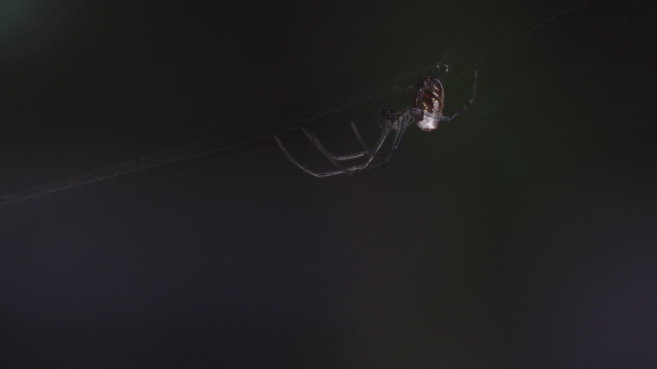 A closeup, macro, side angle shot of a Silver Orb Weaving Spider, upside down in it's web eating a small fly. The web is swaying in the wind