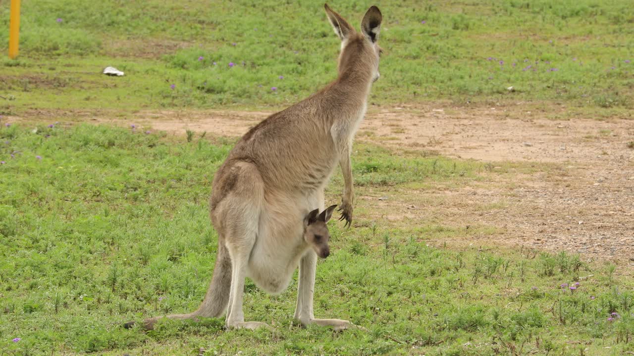 canguros con baby joey en bolsa pastan en un campo abierto en australia 1