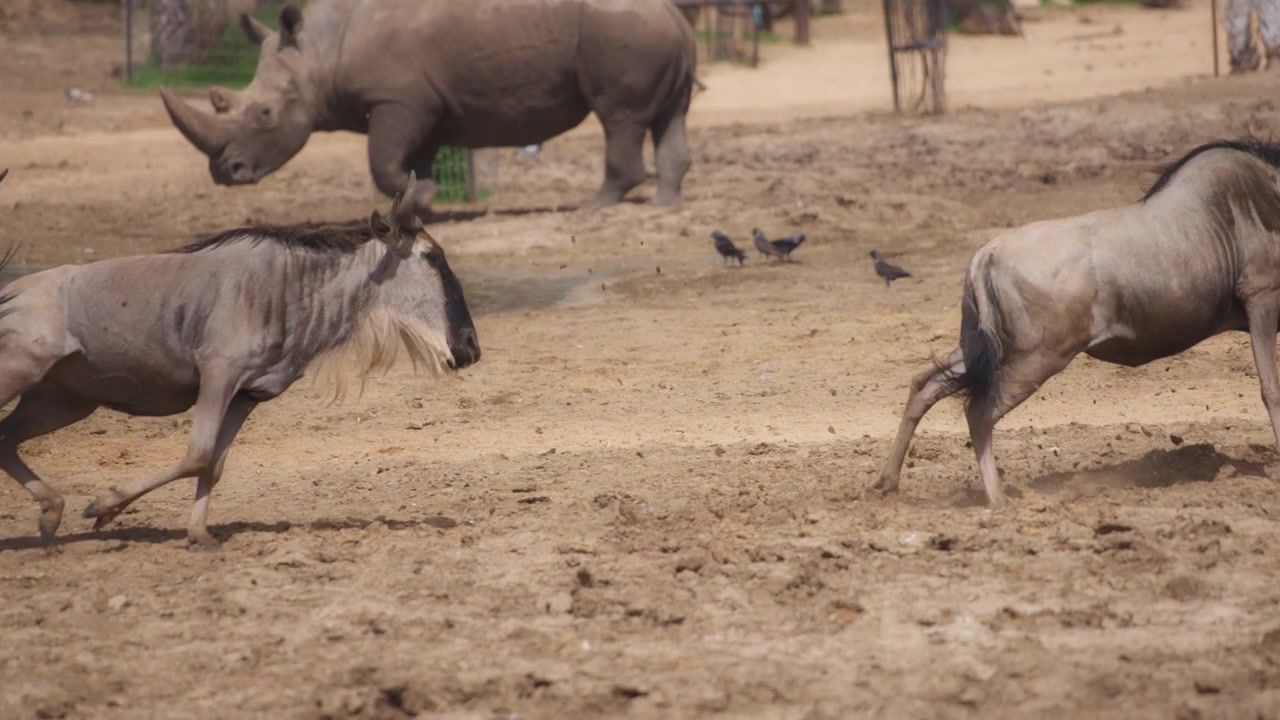 Wildebeests fighting and running
