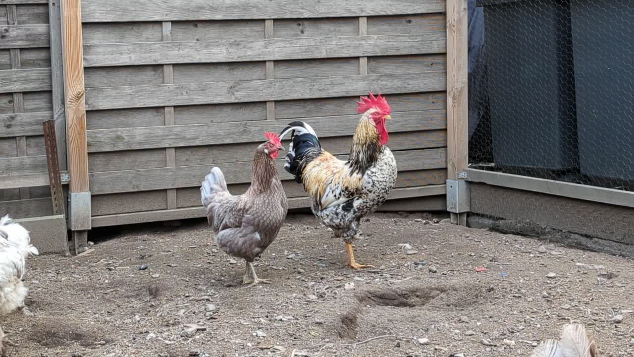 el gallo y los pollos comen en una granja.