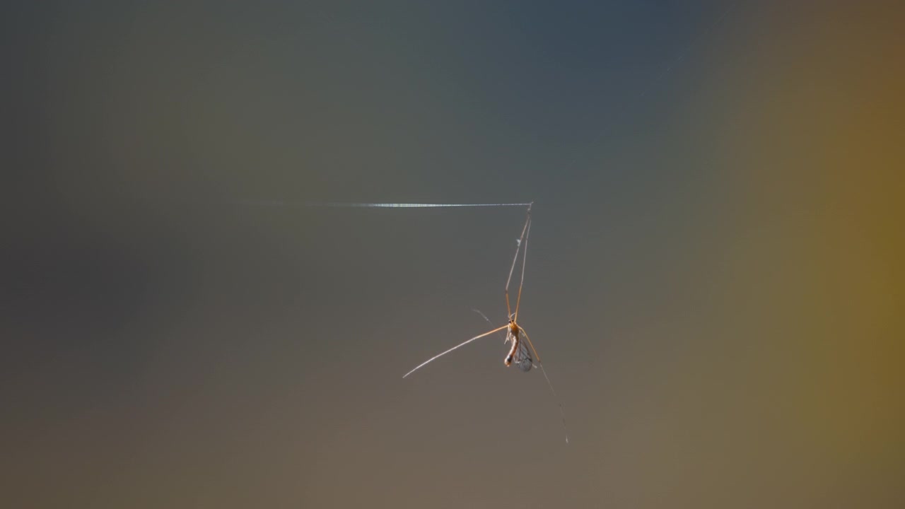 Tipula intrappolata in un filo di ragnatela con uno sfondo bokeh morbido