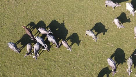 Aerial-dolly-shot-overhead-a-herd-of-horned-buffalo-with-large-shadows