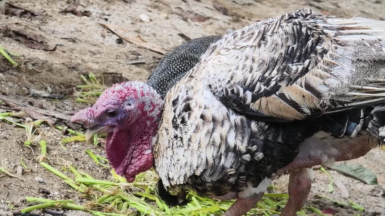 Turkey eating grass