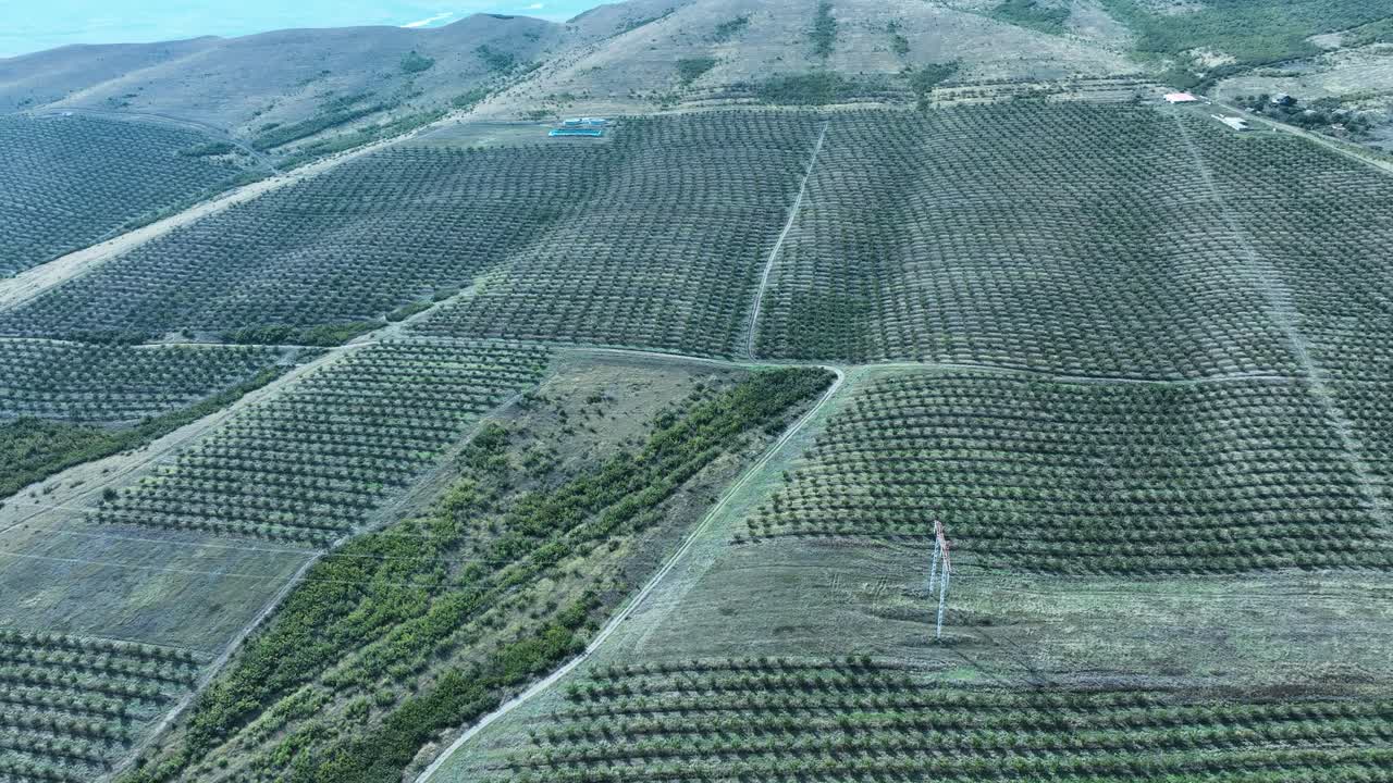 aerial shot of A large orchard landscape is seen from above, with extensive rows of trees and a visible set of water basins used for irrigation
