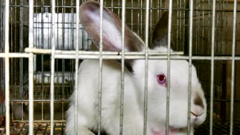 hermosos conejos en una granja en jaulas