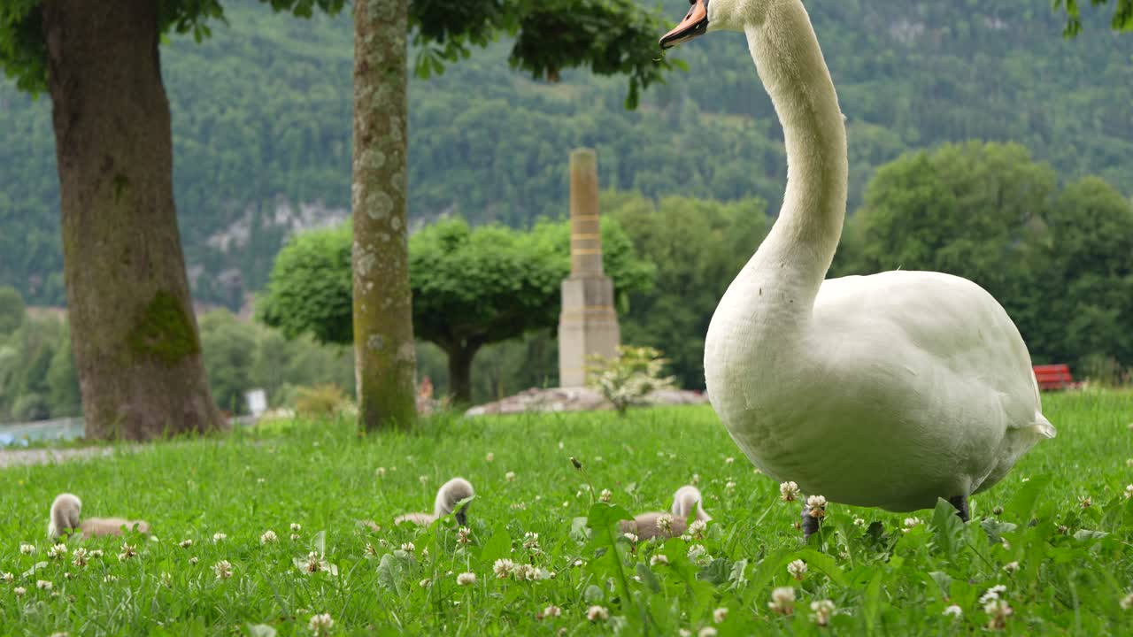 Majestic White Swan and Adorable Cygnets Foraging in a Lush Green Field with Mountains in the Background