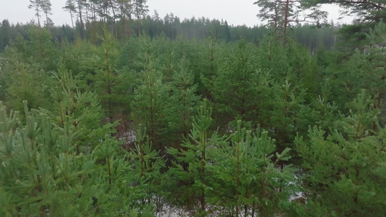 Establishing aerial footage of trees covered with light snow, Nordic woodland pine tree forest, foggy overcast winter day, mist rising, low clouds moving, wide ascending drone shot moving forward