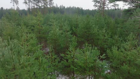 estableciendo imágenes aéreas de árboles cubiertos de nieve ligera, bosque nórdico de pinos, día de invierno nublado, niebla que se levanta, nubes bajas que se mueven, disparos de drones que ascienden hacia adelante