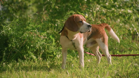 dog on red leash standing in grassy area close to lush greenery, looking intently into distance on a sunny day, dog appears alert and curious, sunlight illuminating its fur