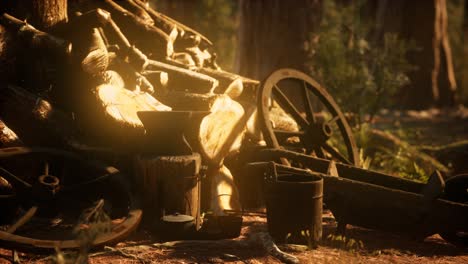 preparation of firewood for the winter in forest at sunset