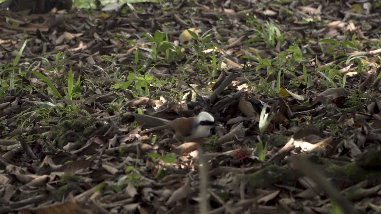White-crested Laughingthrush With Caught Insect In Clementi Forest, Singapore - close up