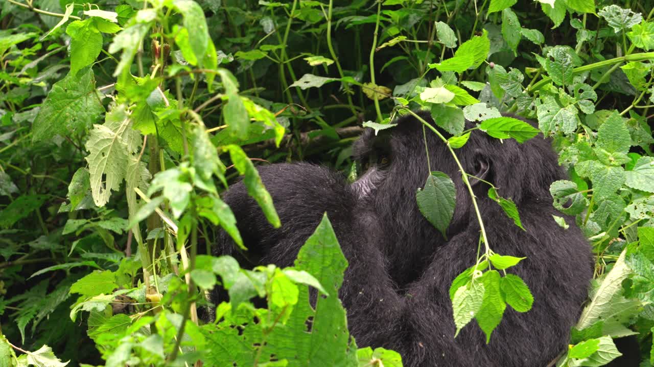 Giovane gorilla di montagna che mangia foglie nel Parco Nazionale Impenetrabile di Bwindi, Uganda.