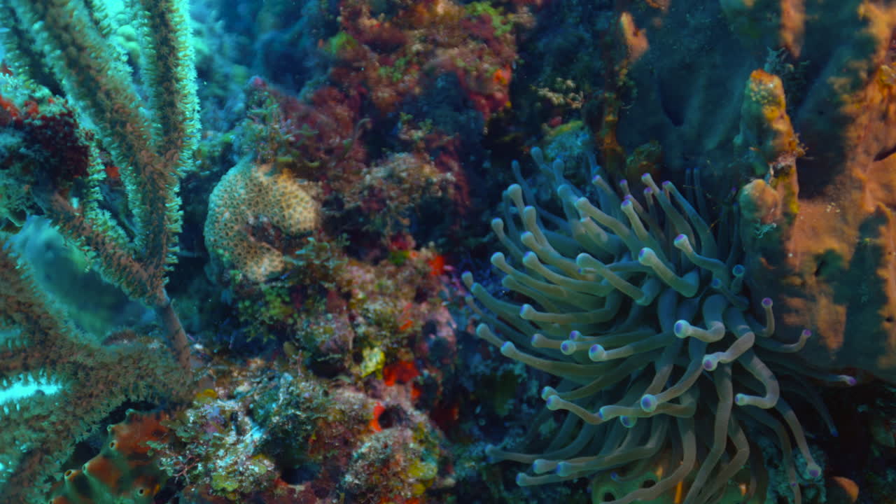 Anemone sulla barriera corallina a Cancun, Messico.