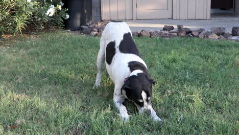 dog gnawing a bone.