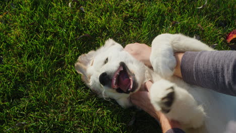 a man plays with a golden retriever puppy on a green lawn.