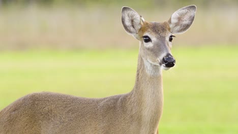 ciervo lamiendo la nariz de cerca con campo verde en segundo plano.