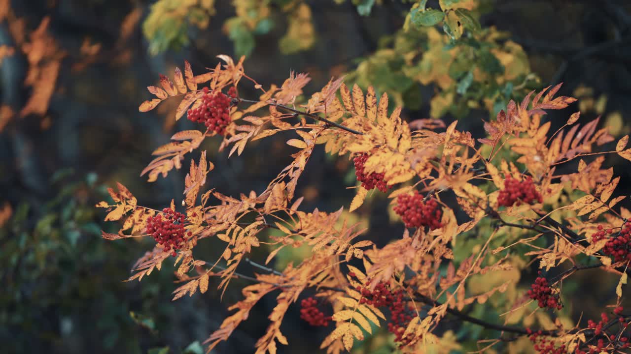 가을 숲에서 마가목 나무의 클로즈업