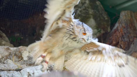 closeup-4k-video-of-a-male-Siberian-eagle-owl,-a-large-bird-of-prey,-sitting-in-the-tall-grass-in-the-summertime-with-white,-brown-feathers-and-saturated-orange-eyes,-looking-around-and-hiding-animal