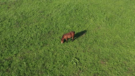 Brown-horse-on-green-pasture,-aerial-view,-ranch-and-farmland-animal