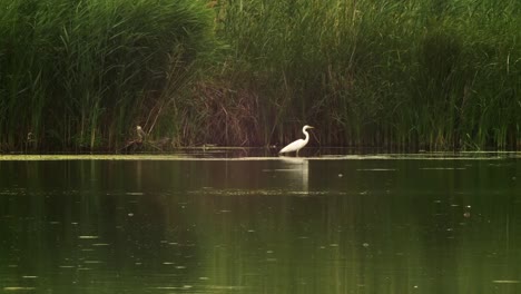 great white heron standing in the lake, in front of the green algae filled water, looking for food