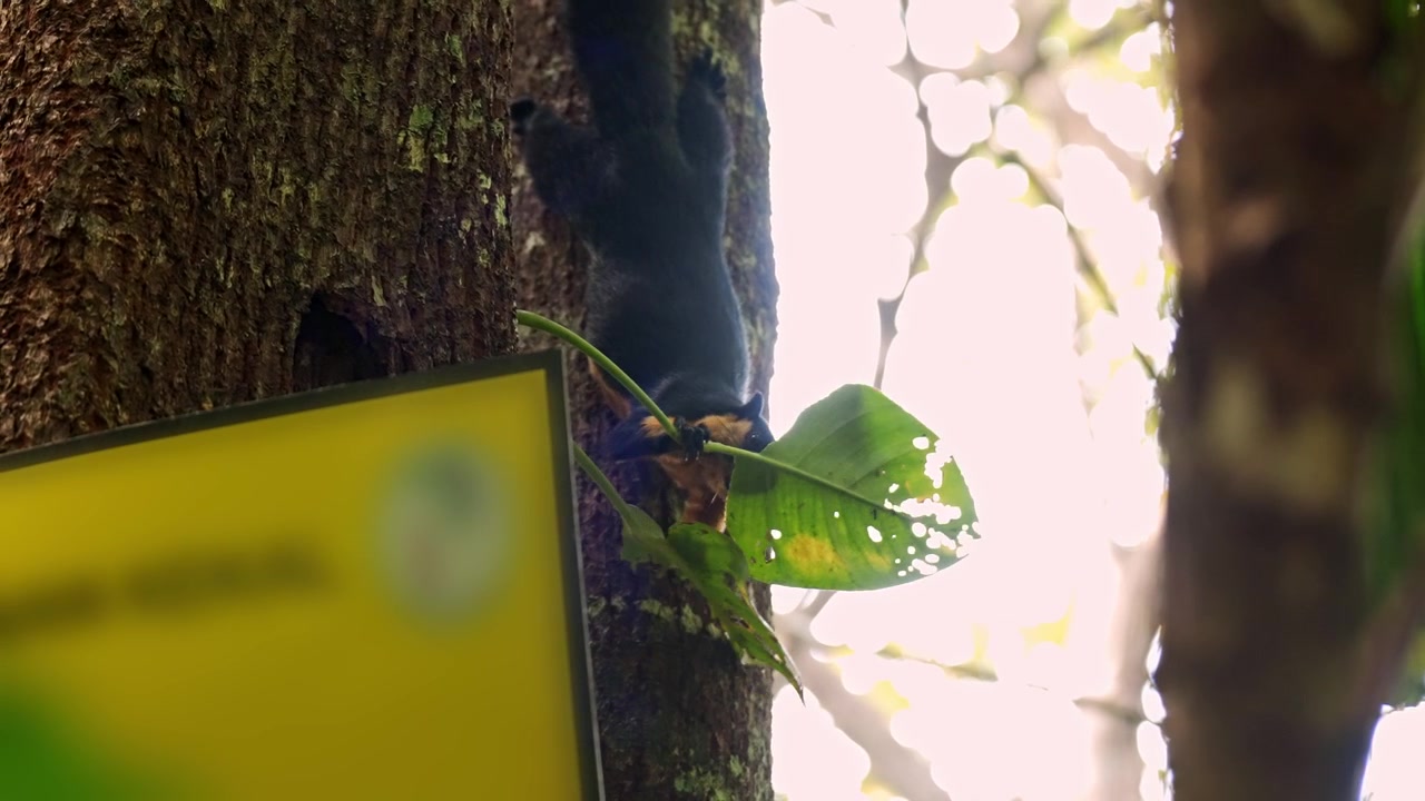 Inquadratura statica media dal basso che riprende uno scoiattolo gigante nero sospeso a testa in giù su un grande tronco d'albero mentre mastica e ispeziona un'ampia foglia verde rampicante.