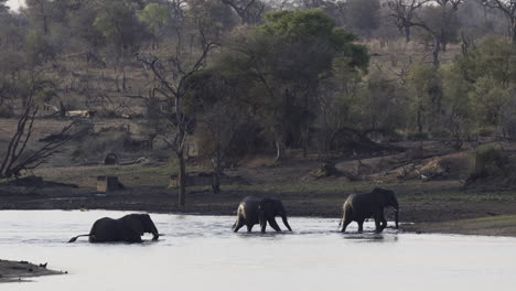 African-elephants---crossing-a-river-in-backlight