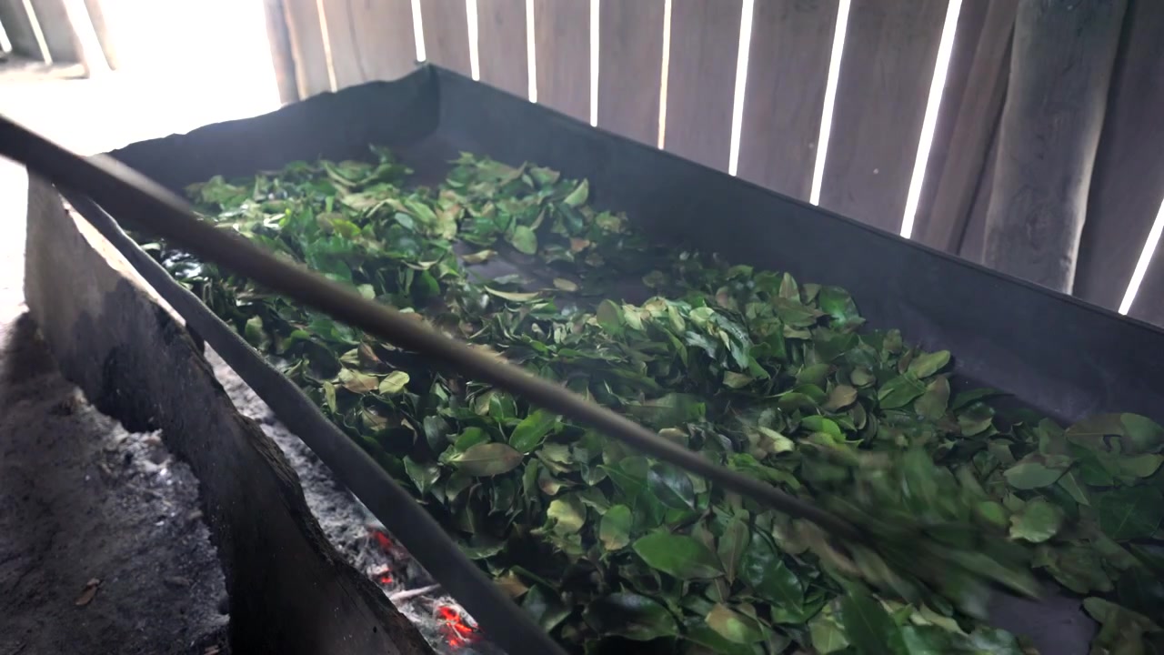 Close up static shot of fresh green leaves being stirred with a wooden stick on a hot metal tray over open fire inside a traditional Amazonian hut.