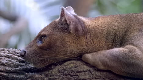una hermosa fosa marrón y peluda durmiendo en un tronco de árbol - cerrar