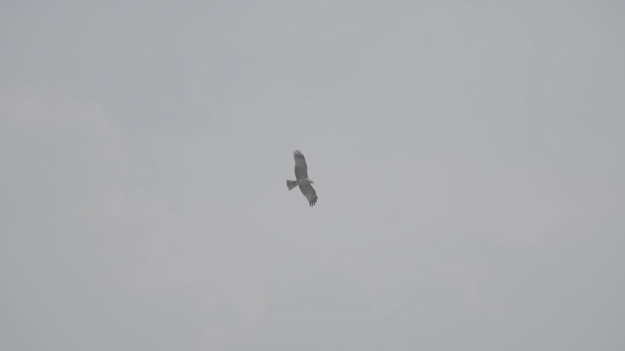 Slowmotion shot of a Clanga pomarina eagle bird flying around near Bujumbura Burundi against a grey background LOG