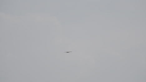 slowmotion shot of a clanga pomarina eagle bird flying around near bujumbura burundi against a grey background log