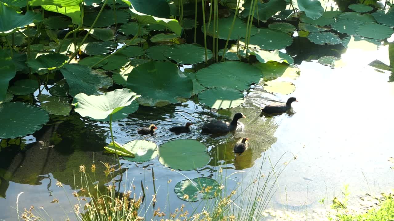 호수 표면, 연꽃 배경에서 수영하는 검은 깃털을 가진 사랑스러운 물닭 가족