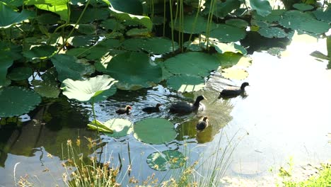 lovely coot family with black plumage swimming on lake surface, lotus background