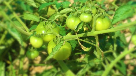 static shot of unripe tomatoes in a farm