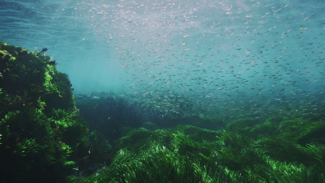 Slow-motion underwater view of a diverse group of fish exploring the kelp-covered ocean floor, revealing the dynamic marine ecosystem and aquatic beauty