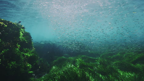 slow-motion underwater view of a diverse group of fish exploring the kelp-covered ocean floor, revealing the dynamic marine ecosystem and aquatic beauty