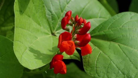 primer plano de flores de frijol corredor. reino unido