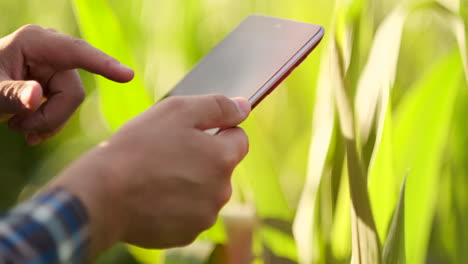 Close-up-of-lens-flare:-farmer's-Hands-holding-a-tablet-computer-and-touch-and-inspect-the-leaves-of-the-shoots-of-the-future-crop-sending-agronomists-to-study-the-gene-of-modified-products.-Preparation-of-products-for-growing-on-Mars.