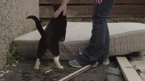 Transeúnte-Se-Hace-Amigo-De-Gato-Callejero-En-Zona-Urbana