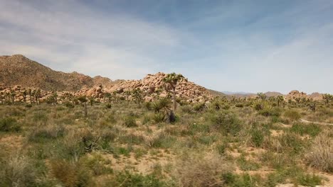 Panning-shot-of-a-field-at-Joshua-Tree-National-Park-made-up-of-brush,-large-rocks,-and-joshua-trees