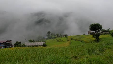 a beautiful view of the green terraced rice paddies on a hillside with a rain storm and heavy fog moving through the valley