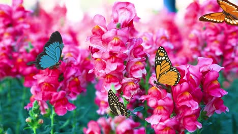 colorful butterflies flutter gracefully around vivid pink flowers, creating a lively and enchanting garden scene