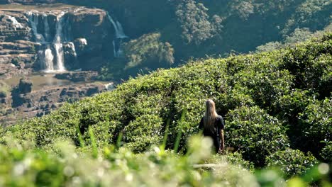 footage of a woman walking through lush tea plantations at saint clair’s falls in nuwara eliya, sri lanka.