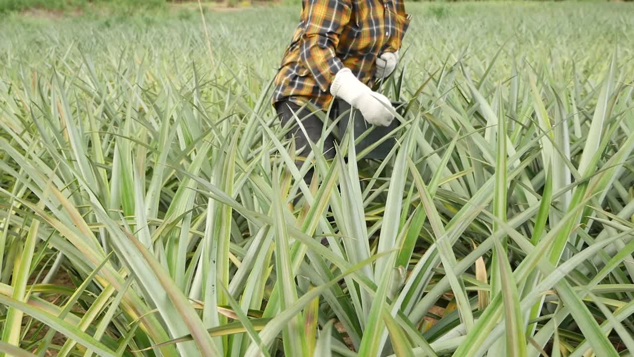 disparo de fertilizante de aderezo superior en gh5 con 12-35 f2