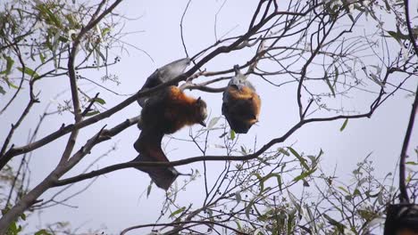 Fledermäuse-Hängen-Im-Baum-Streckt-Flügel-Und-Beißt-Dann-Eine-Andere-Fledermaus-Australien-Gippsland-Victoria-Maffra-Tagsüber