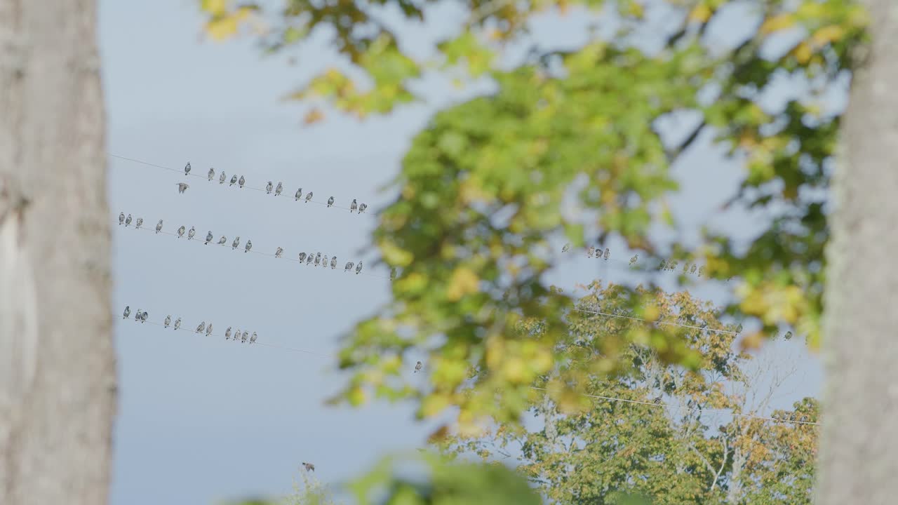 단풍 나무 줄기와 잎 사이에 전기 전선에 앉아있는 찌르레기 무리