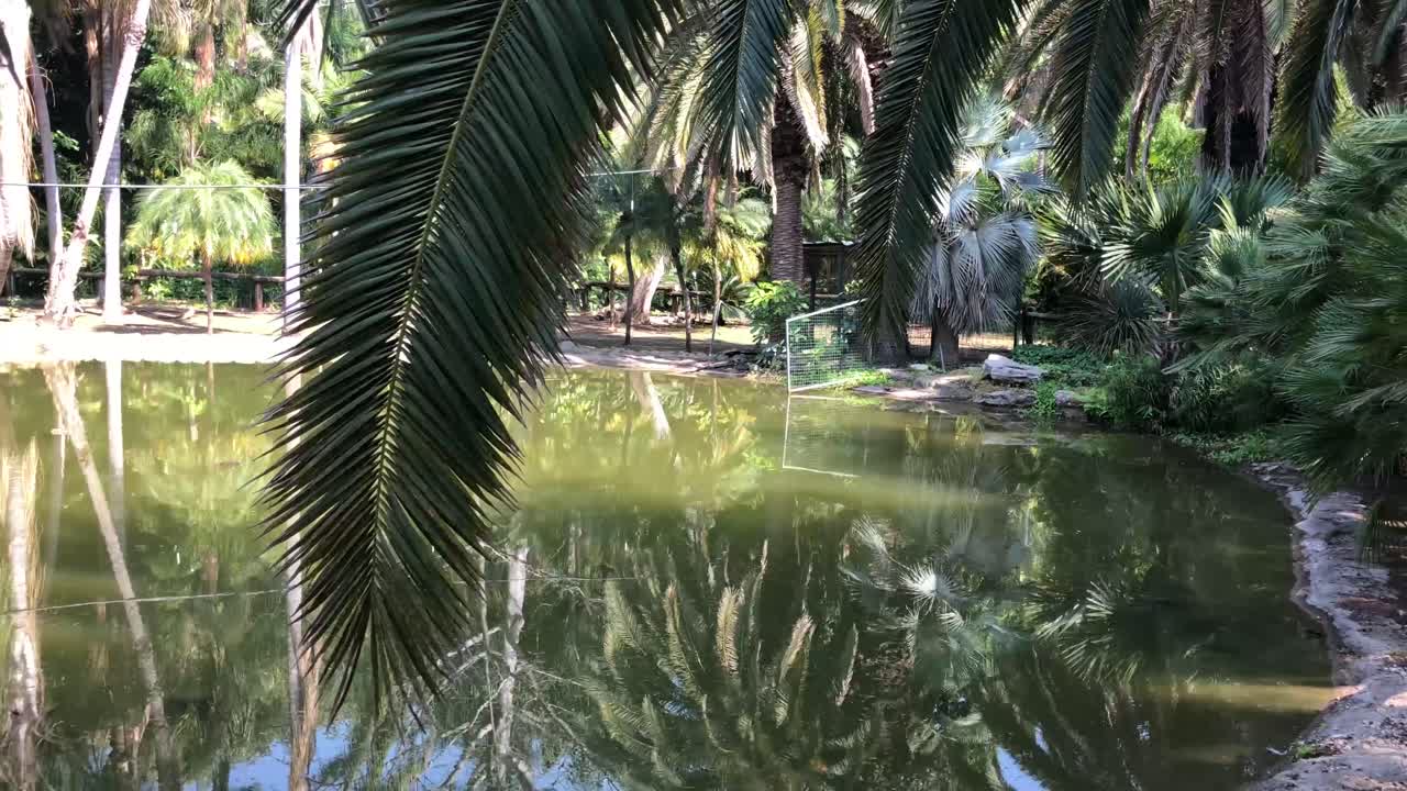 in the jungle over the trees