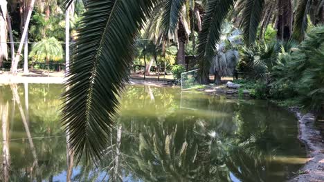 in the jungle over the trees