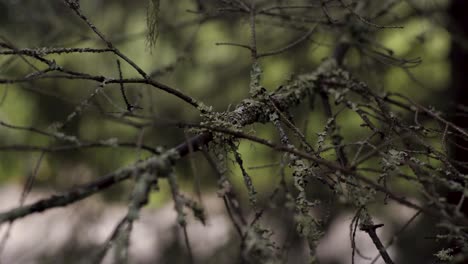 forest branches with lichen