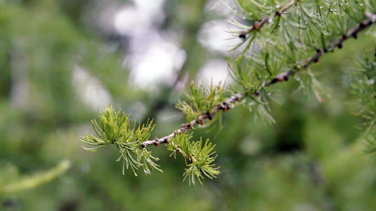 Larch Branch Close-up